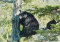 Ursus americanus